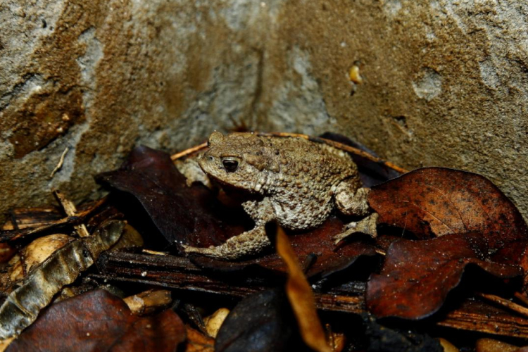 A vízóraaknák, pincék fogságába került békák megmentésére kéri a lakosságot az MME
