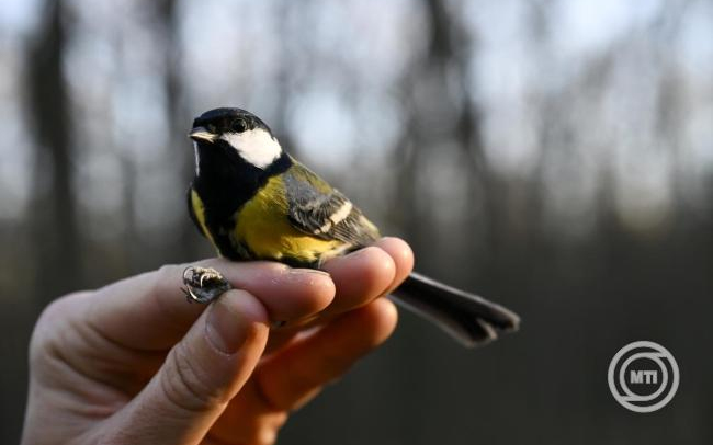 Mesterséges odúkkal is megelőzhető a széncinegék postaládákba fészkelése